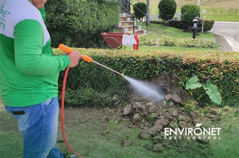termite service thunderbolt|Termites and Termite Destruction in the PH .